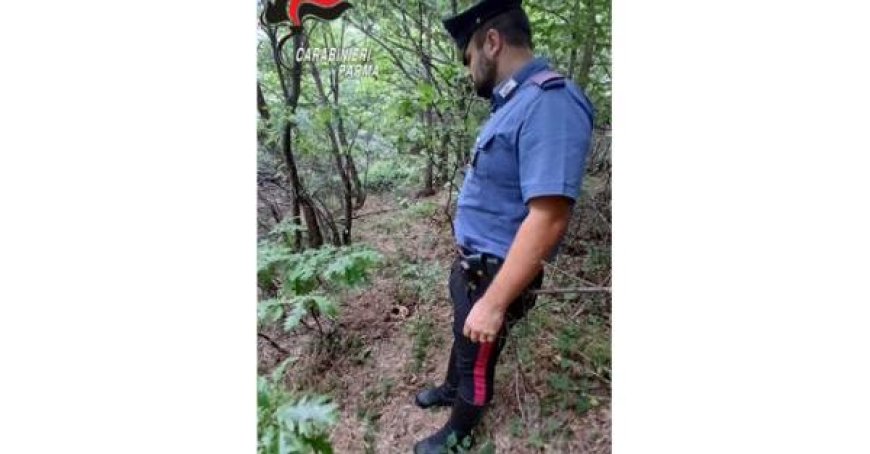 Borgotaro: Sucht im Wald nach Trüffeln, findet stattdessen einen menschlichen Schädel
