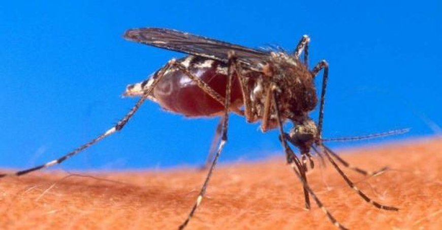 Un cas de dengue diagnostiqué à Gattatico, début de la désinsectisation
