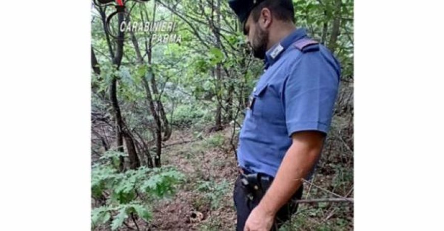 Le mystère du crâne dans la forêt : le procureur nomme un consultant