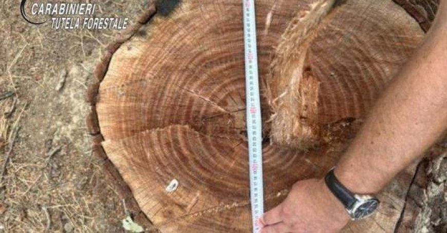 Riesen Walnussbaum in geschütztem Gebiet gefällt: Täter angezeigt und bestraft
