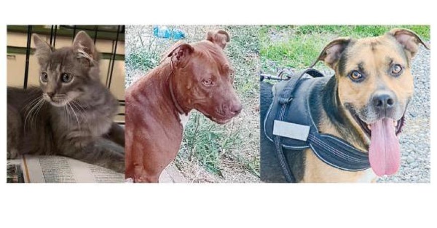 Katze Martino und Hunde Sky und Bonnie suchen ein Zuhause – Fotos