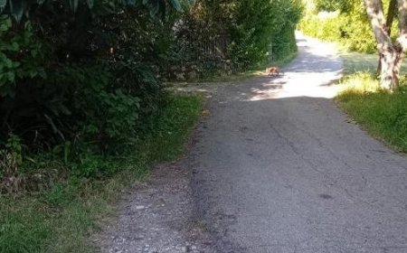 Mulazzano: Eine freundliche Fuchs namens … – Die Fotos