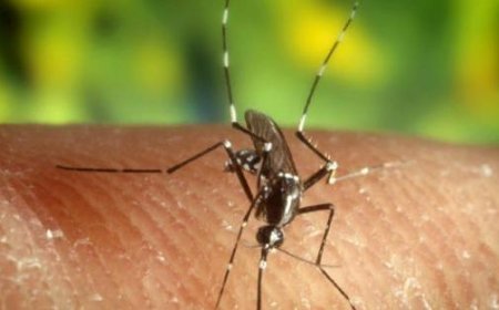Ausbruch von Dengue-Fieber in der Via Cocconcelli, Schädlingsbekämpfung eingeleitet