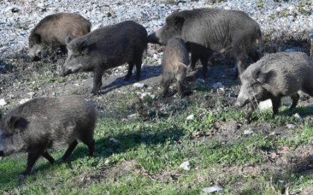 Afrikanische Schweinepest: 24 Ausbrüche, “komplexe Situation, Vorsicht”