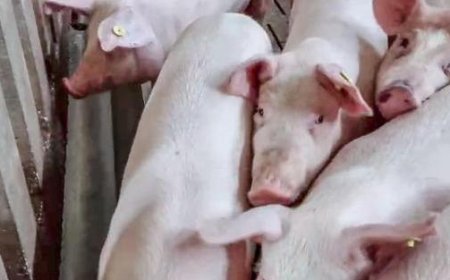 Un camion avec cent porcs finit dans la rivière Olona : le conducteur est sauvé, les pompiers récupèrent les animaux