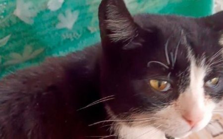 Alerte à Barbiano : disparition de chats domestiques