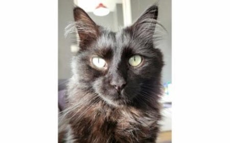 Katze Diablo verschwunden, dann Einbruch im Haus: Zufall?