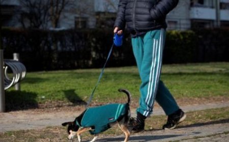 Hartes Vorgehen gegen Hundekot auf der Straße: Verordnung und Geldstrafen bis zu 500 Euro