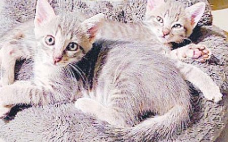 Adoptons-les : beaucoup de chatons et Hachiko, un Shiba Inu de 4 ans