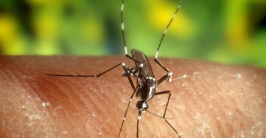 Ausbruch von Dengue-Fieber in der Via Cocconcelli, Schädlingsbekämpfung eingeleitet