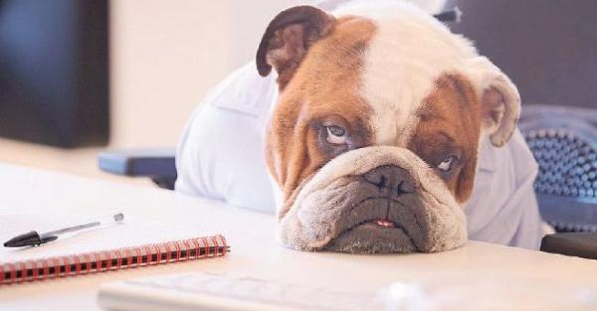 Selbst Tiere leiden unter dem Ende der Ferien