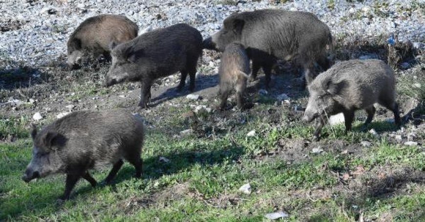 Afrikanische Schweinepest: 24 Ausbrüche, “komplexe Situation, Vorsicht”