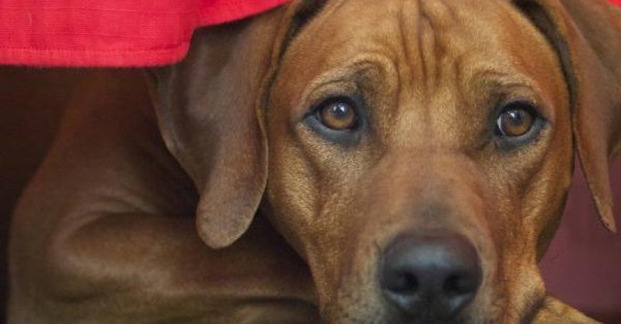 Arbeiten im Rathaus mit dem eigenen Hund: Antrag von Priamo Bocchi (FdI)
