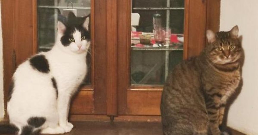 Zu viele Katzen verschwinden in Lesignano, die Geschichte wiederholt sich – Foto