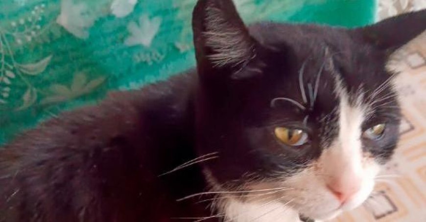 Alerte à Barbiano : disparition de chats domestiques