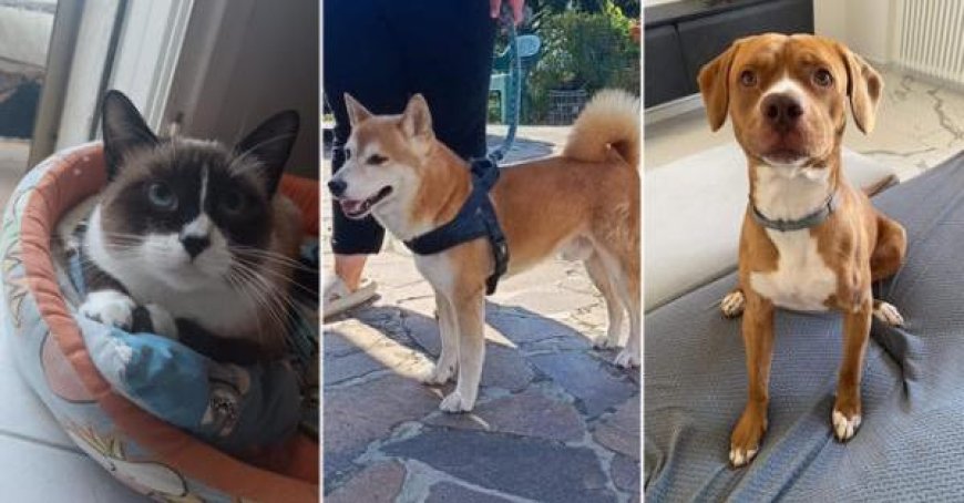 Chiens et chats à adopter à Parme : rencontrez Dalia, Léo et Simba
