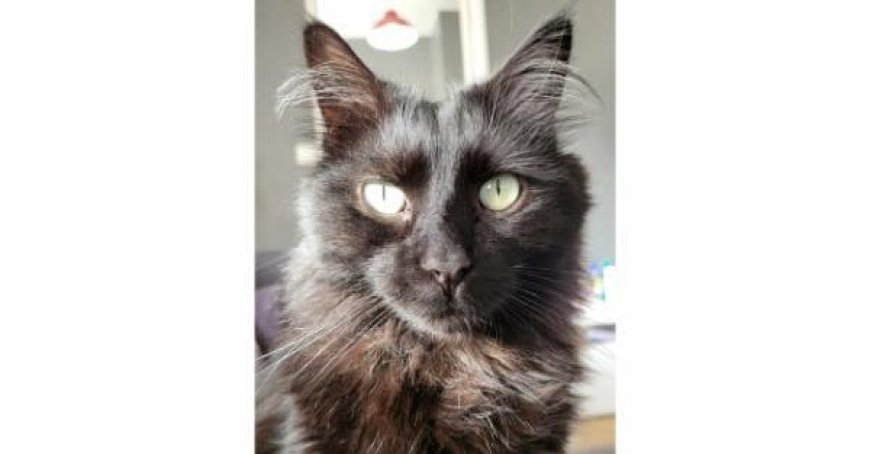 Katze Diablo verschwunden, dann Einbruch im Haus: Zufall?