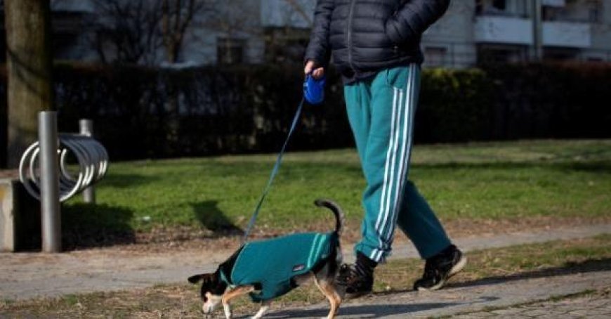 Hartes Vorgehen gegen Hundekot auf der Straße: Verordnung und Geldstrafen bis zu 500 Euro