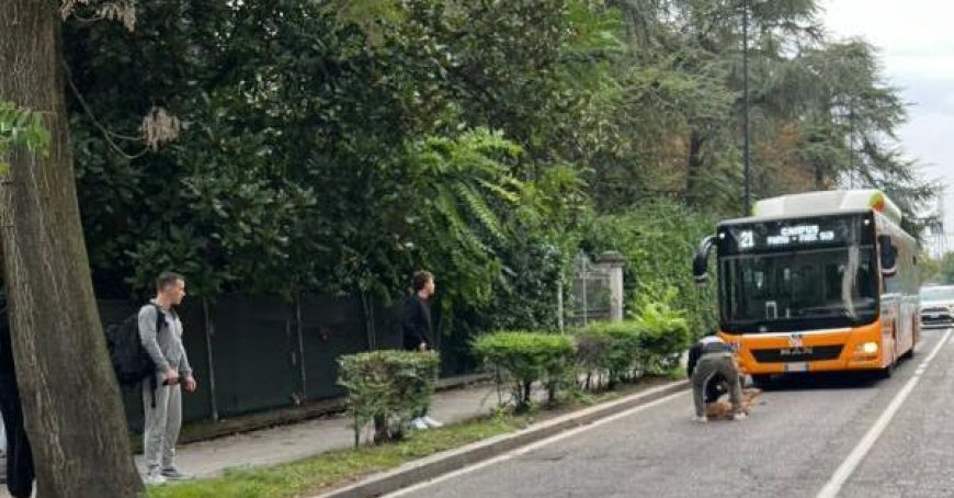 Un cerf renversé à Via Mantova