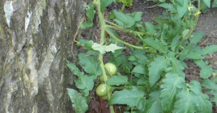 Pomodori wachsen an ungewöhnlichen Orten: In Calestano sprießen sie auf der Straße