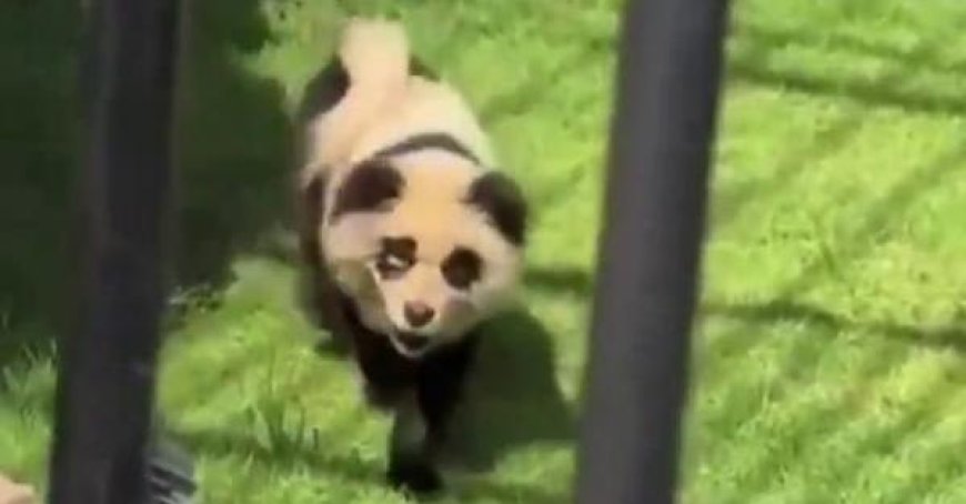 Des chiens déguisés en panda dans un zoo chinois pour attirer plus de personnes – Vidéo