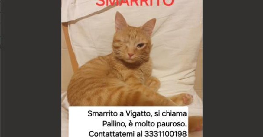Urgent plea for Pallino: missing in Vigatto, Italy